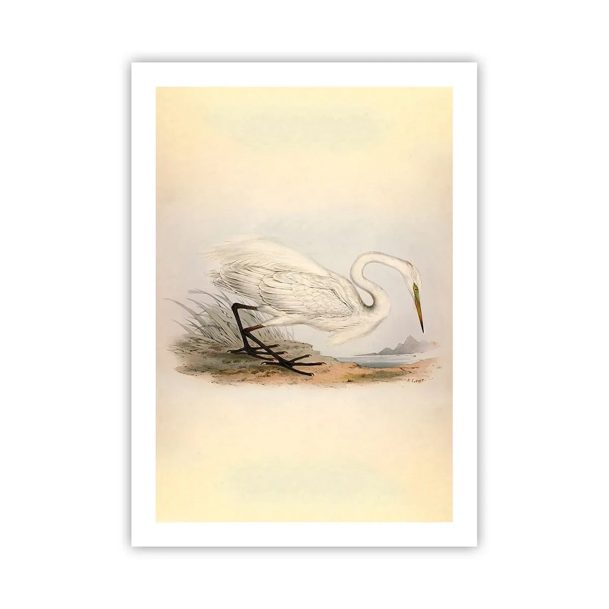 Plakat - Dame på sivene - 50x70 cm