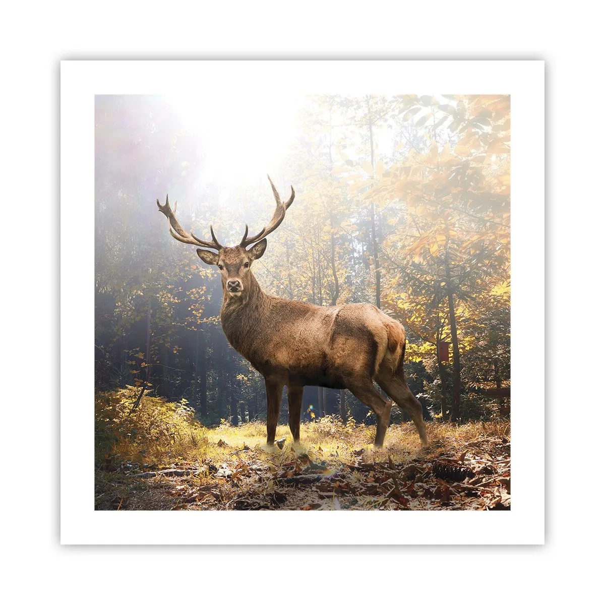 Plakat - I fuld majestæt - 50x50 cm