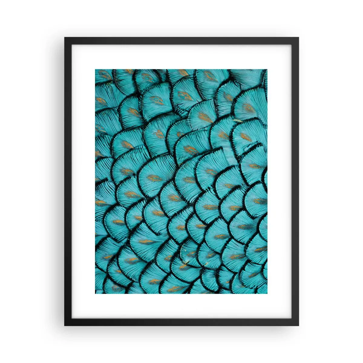 Plakat i sort ramme - Den store fjer-galla - 40x50 cm