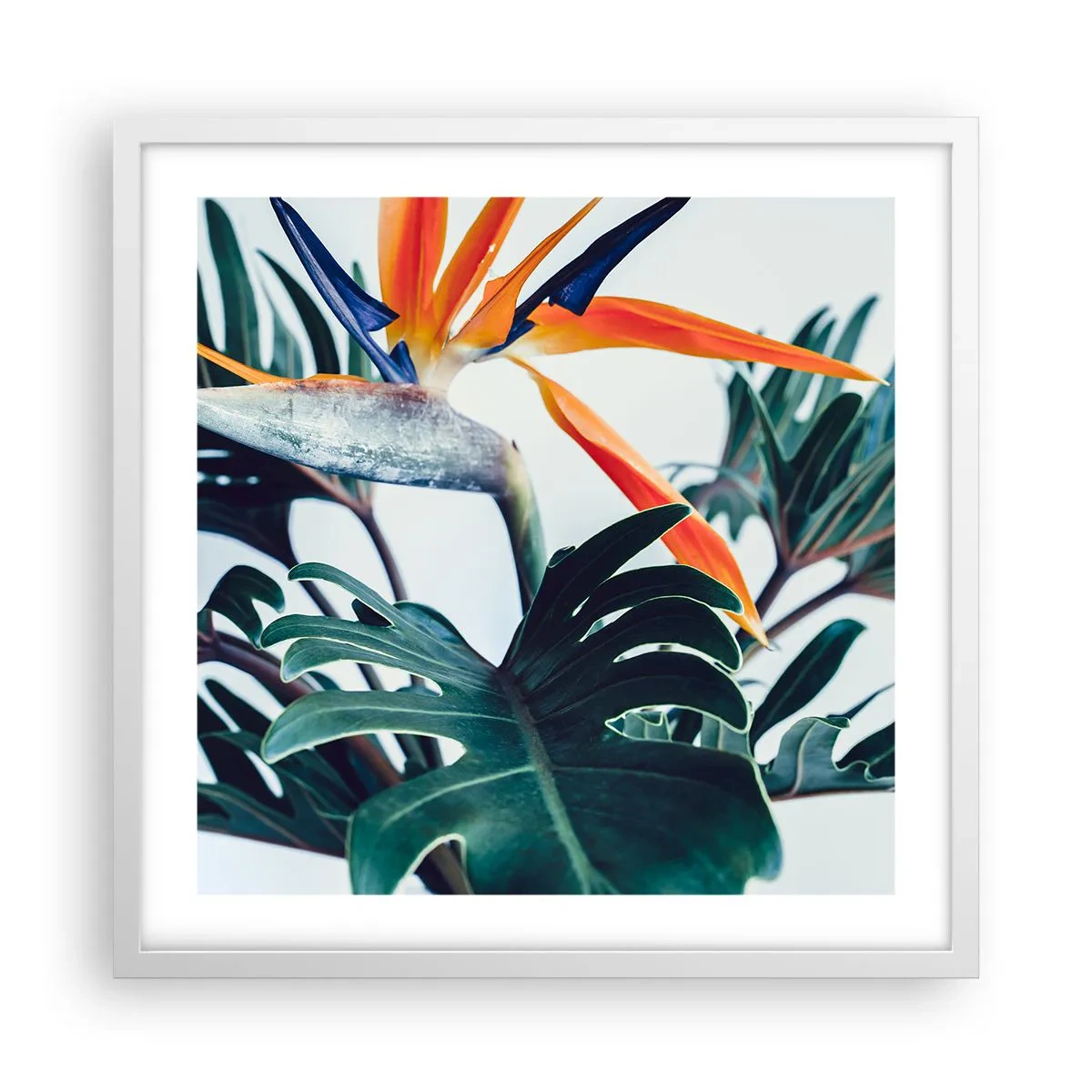 Plakat i hvid ramme - Fuglebur - 50x50 cm