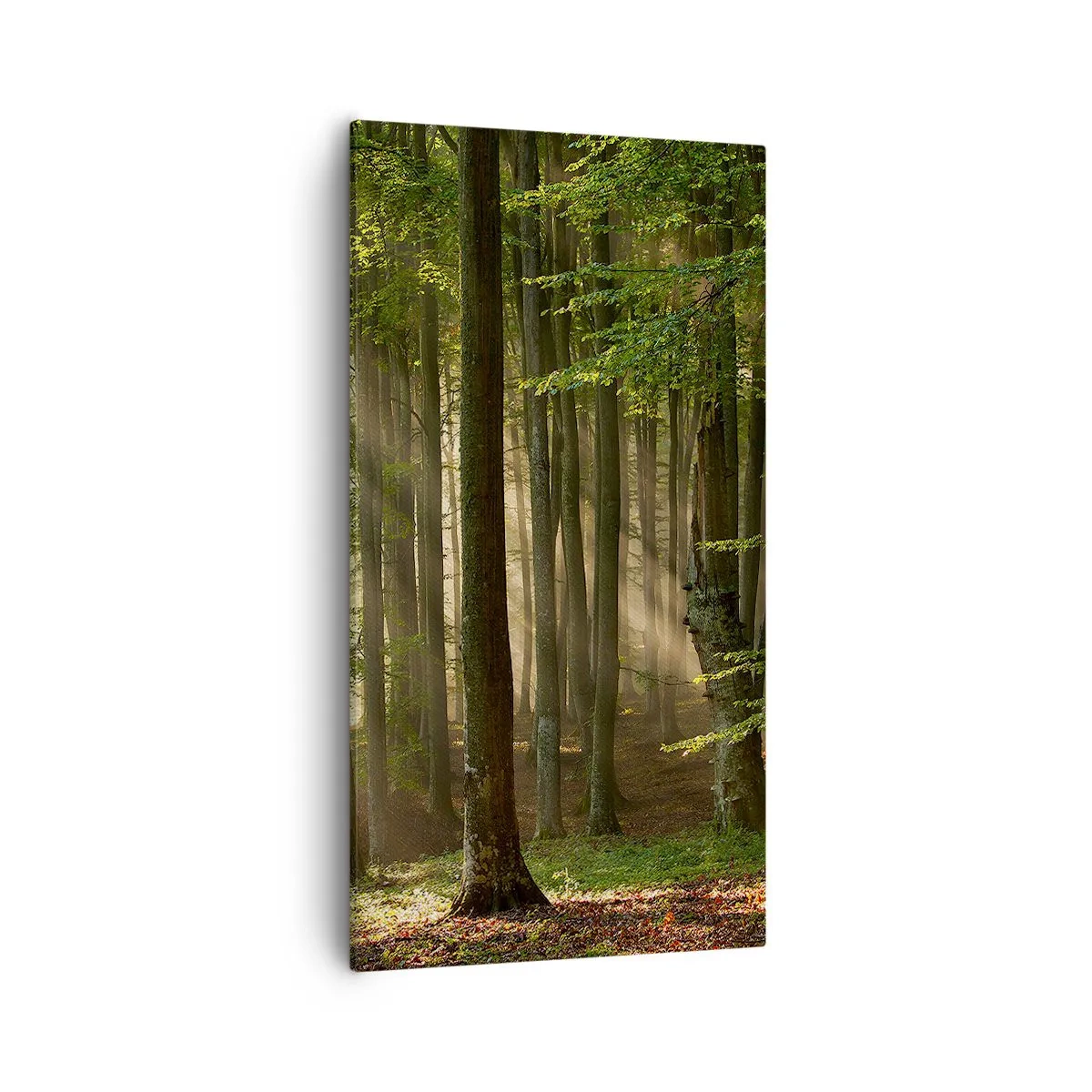 Lærredstryk - Billede på lærred - Strålende på en forårsmorgen - 55x100 cm