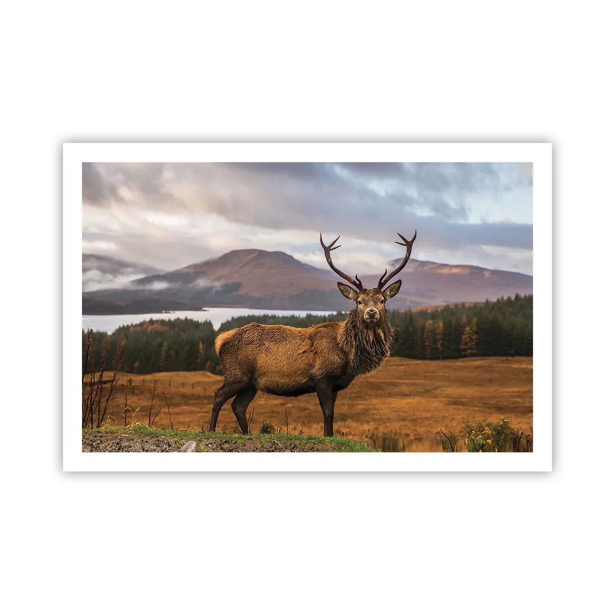 Plakat - Naturens majestæt - 91x61 cm