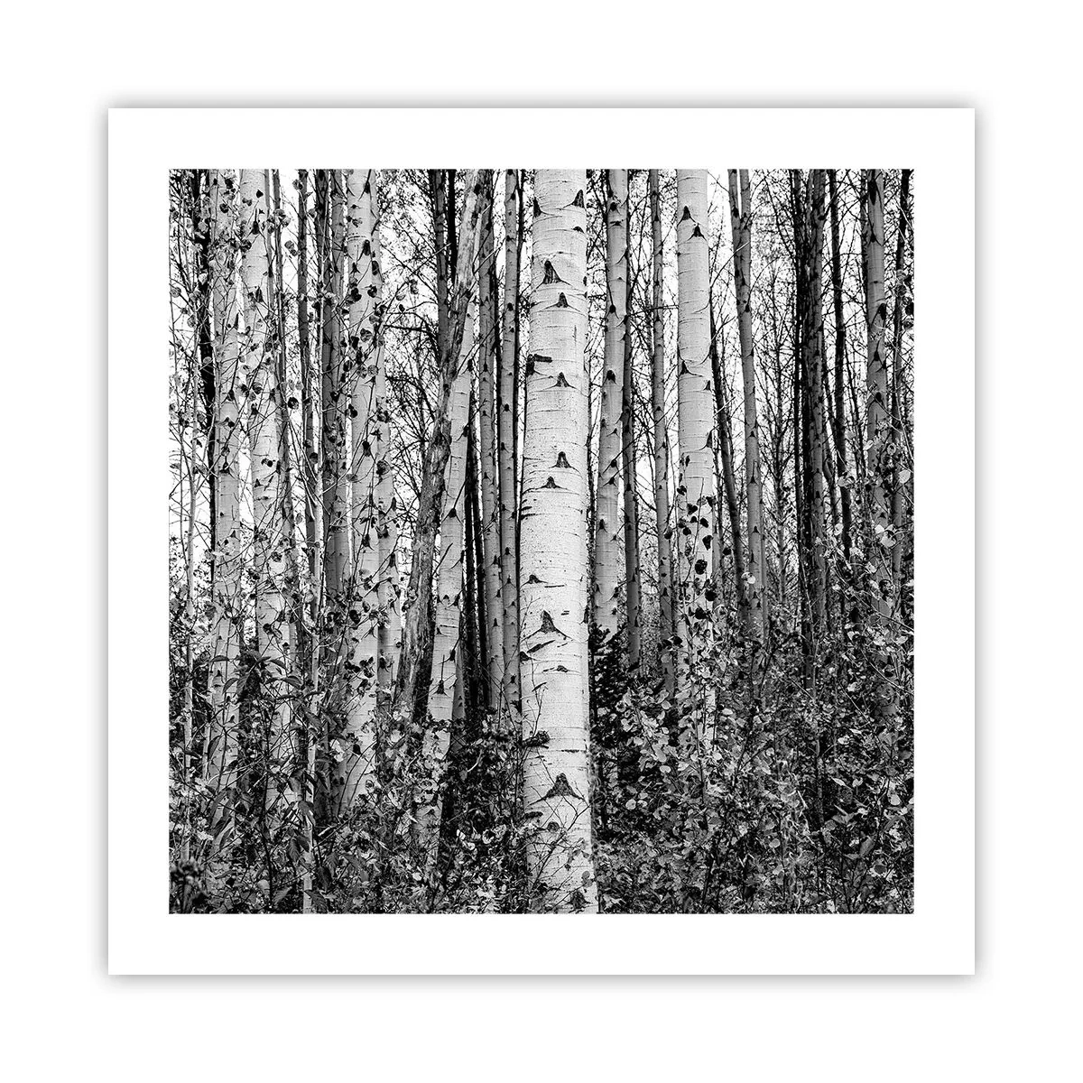 Plakat - Kolonnade af birk - 50x50 cm