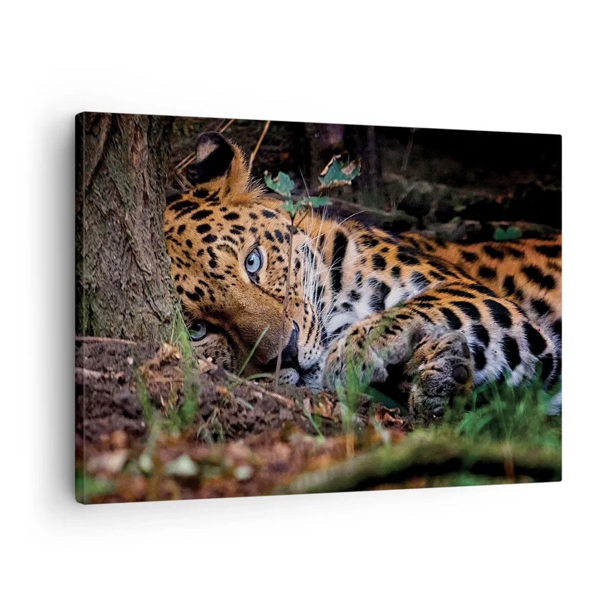 Lærredstryk - Billede på lærred - En leopard ligger i skyggen af træer - 70x50cm - Stol på mig - Moderne vægdekoration til stue og soveværelse ARTTOR