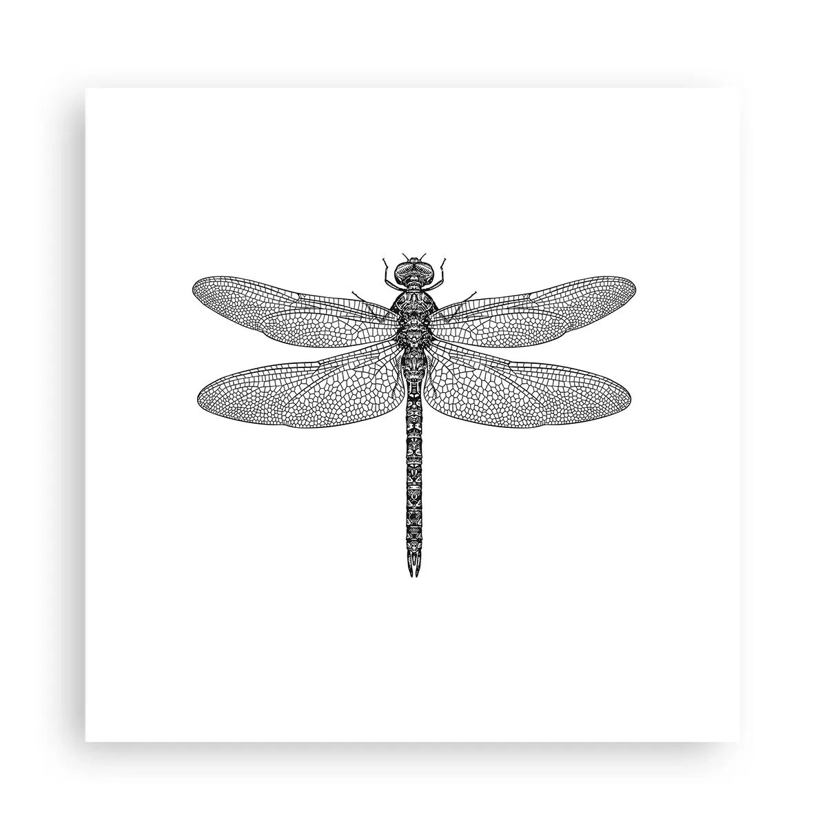 Plakat - Præcision i naturen - 30x30 cm