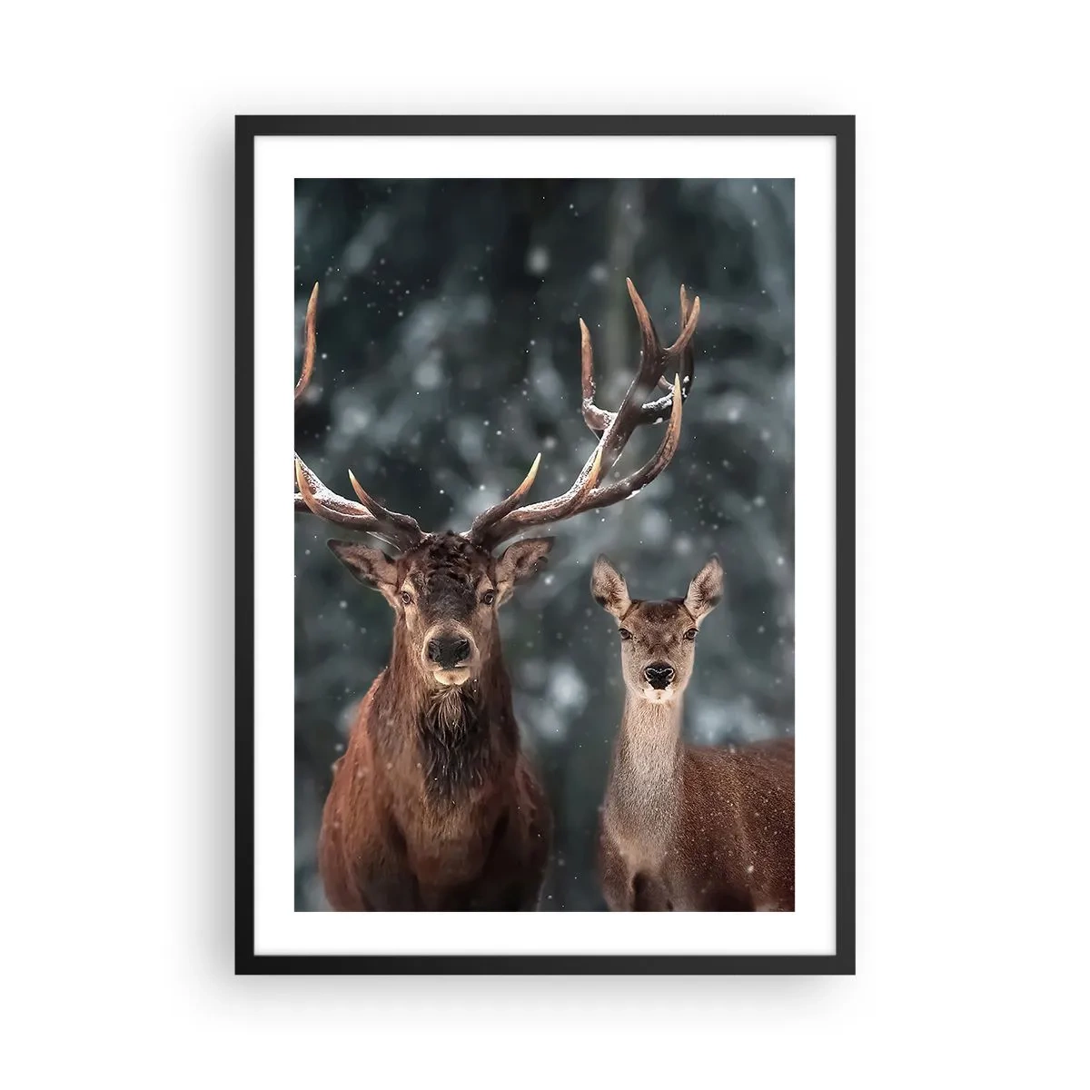 Plakat i sort ramme - Et par hjorte mod en vinterskov som baggrund - 50x70cm - Skovens herre og hans kone - Moderne vægdekoration til stue og soveværelse ARTTOR