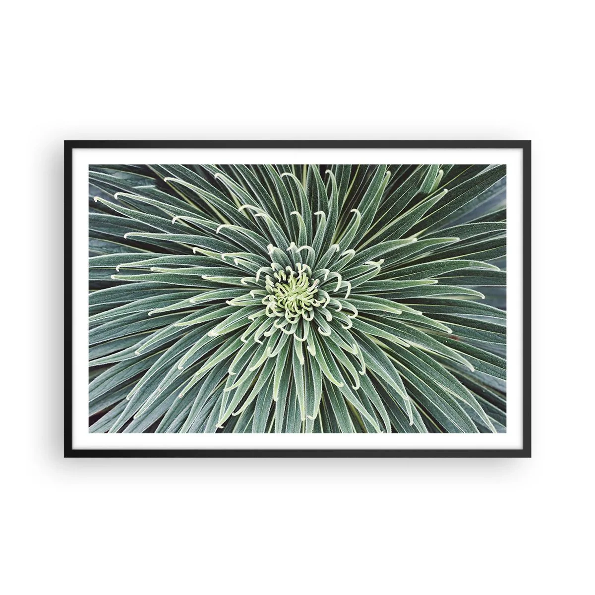 Plakat i sort ramme - En stjernes fødsel - 91x61 cm