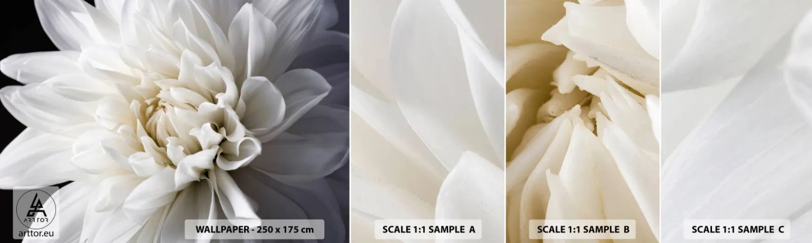 Fototapet Prøve Standard Eco - Morgenbrud - Blomst, Dahlia, Natur - 100x30 cm