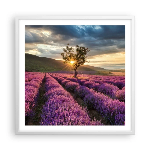 Plakat i hvid ramme - Lilla aroma - 60x60 cm