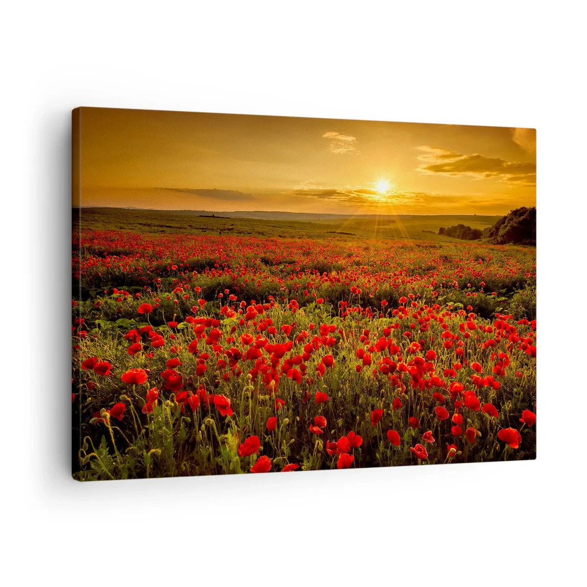 Lærredstryk - Billede på lærred - En mark med røde valmuer i gløden fra den nedgående sol - 70x50cm - Blandt bølgerne af raslende enge, blandt flodblomster - Moderne vægdekoration til stue og soveværelse ARTTOR