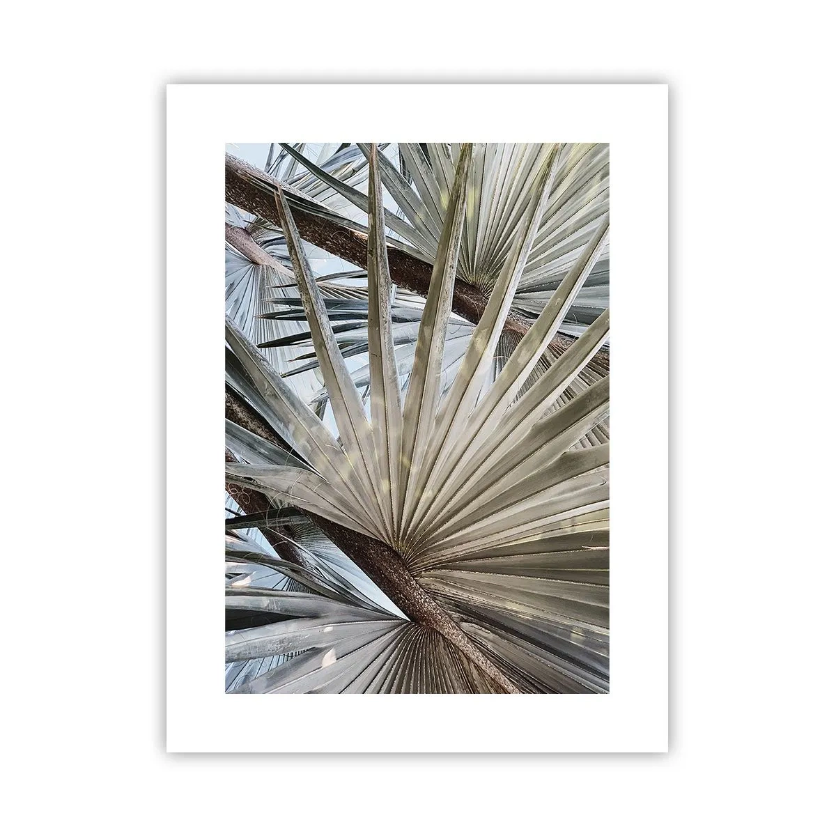 Plakat - Ventilatorer i troperne - 30x40 cm