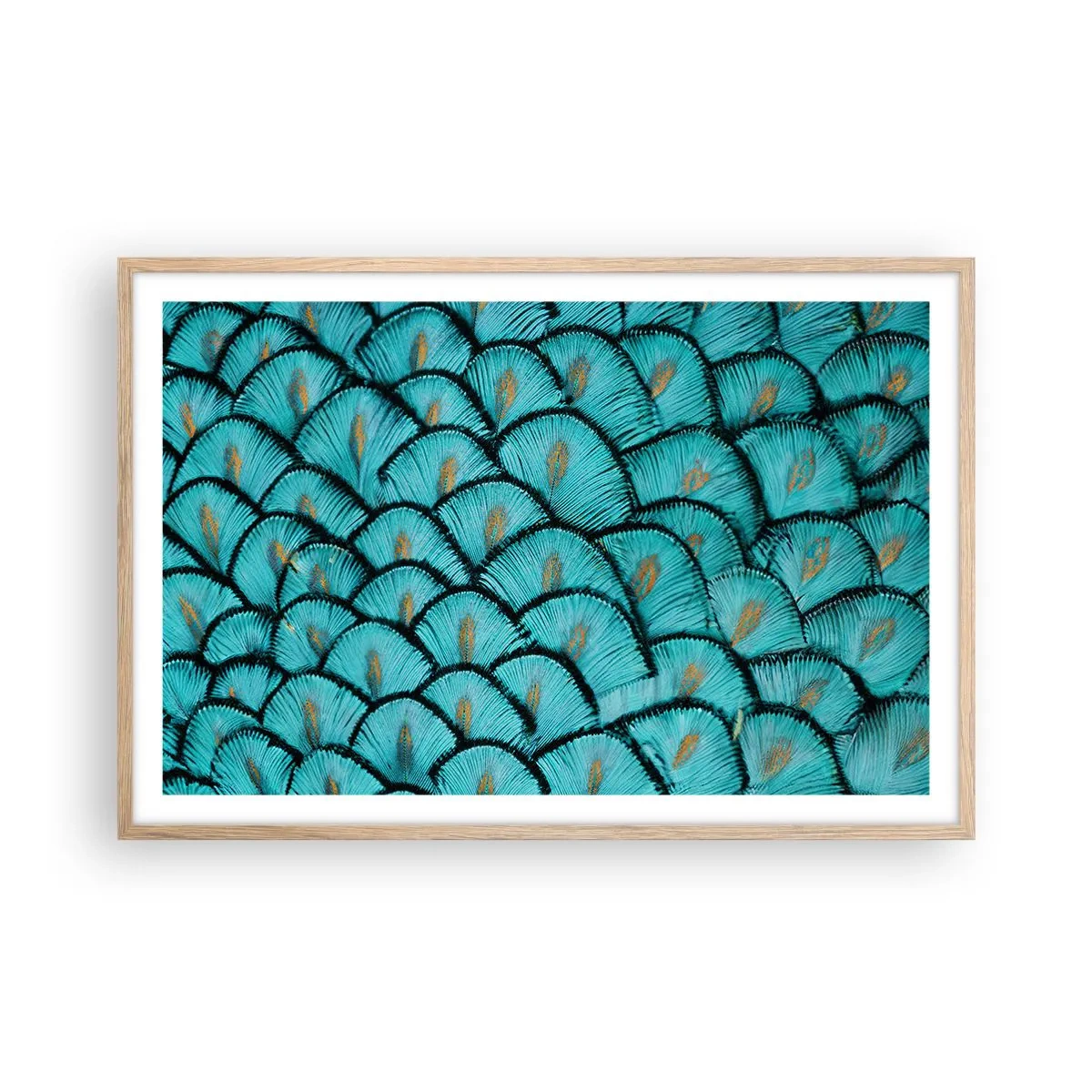 Plakat i ramme af lyst egetræ - Den store fjer-galla - 91x61 cm