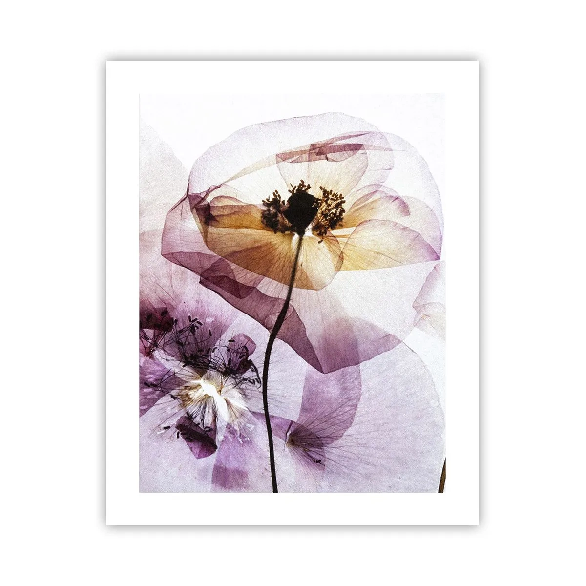 Plakat - Blomsterlegeme dias - 40x50 cm