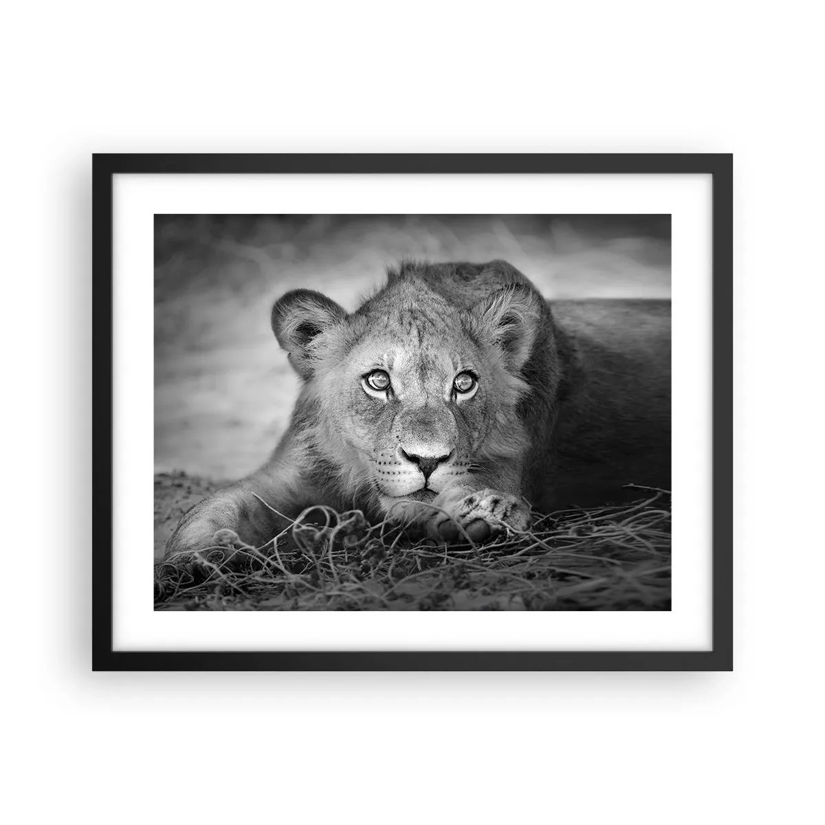 Plakat i sort ramme - Kongelig hvalp - 50x40 cm