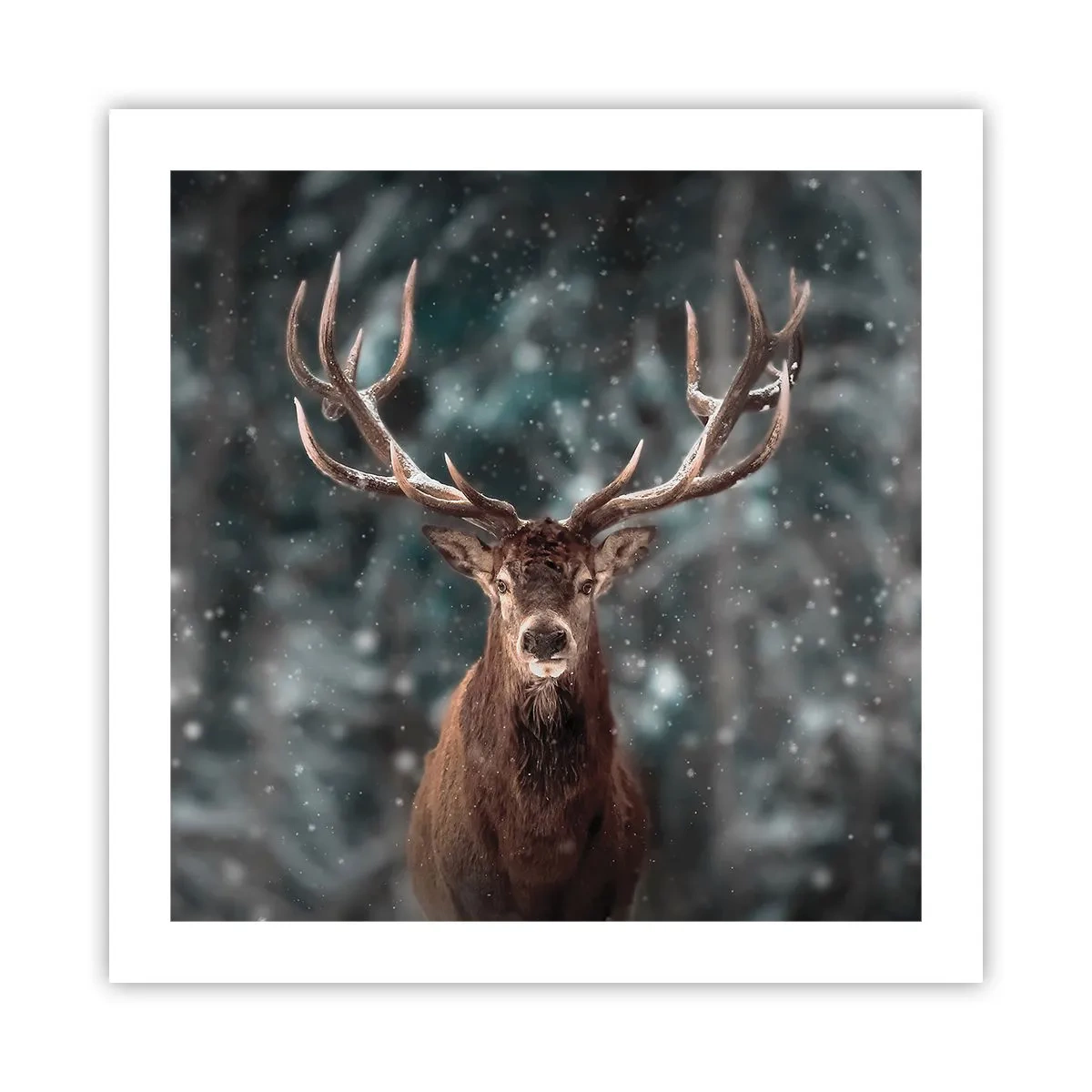 Plakat - Skovens konge kronet - 50x50 cm