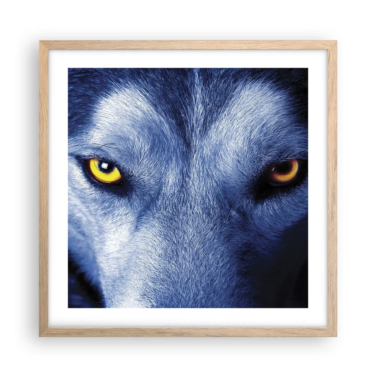 Plakat i ramme af lyst egetræ - Et hypnotiserende udseende - 50x50 cm