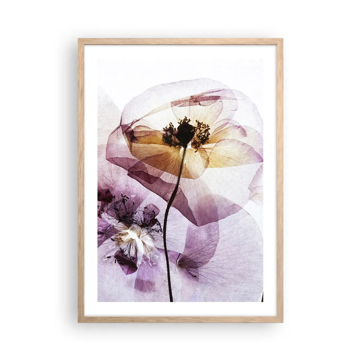 Plakat i ramme af lyst egetræ - Blomsterlegeme dias - 50x70 cm