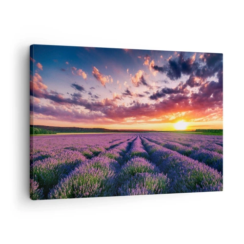 Lærredstryk - Billede på lærred - En lavendelmark ved solnedgang med en farverig himmel - 70x50cm - Lavendelverden - Moderne vægdekoration til stue og soveværelse ARTTOR