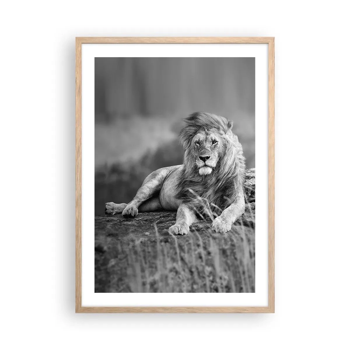 Plakat i ramme af lyst egetræ - Kongelig siesta - 50x70 cm