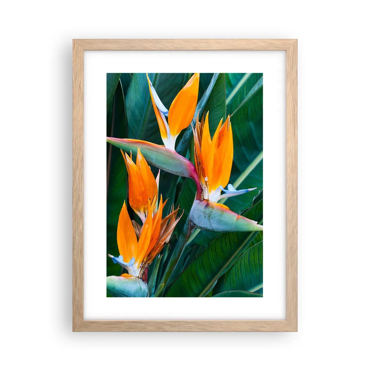 Plakat i ramme af lyst egetræ - Er det en blomst eller er det en fugl? - 30x40 cm