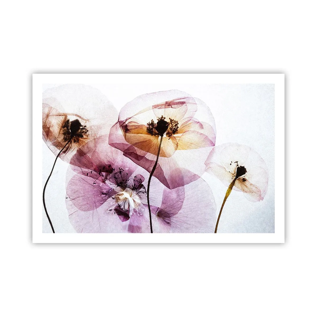 Plakat - Blomsterlegeme dias - 91x61 cm