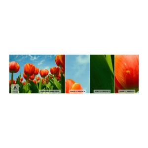 Fototapet Prøve Standard Eco - Bortset fra den blå himmel behøver de intet i livet - Blomster, Tulipaner, Natur - 100x30 cm