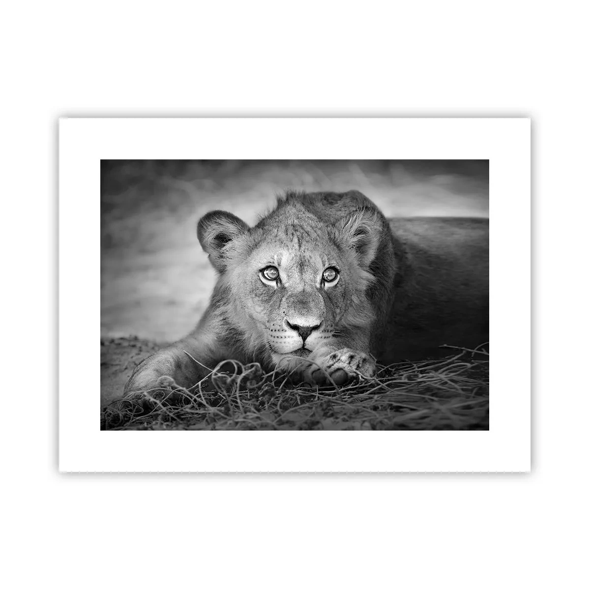 Plakat - Kongelig hvalp - 40x30 cm