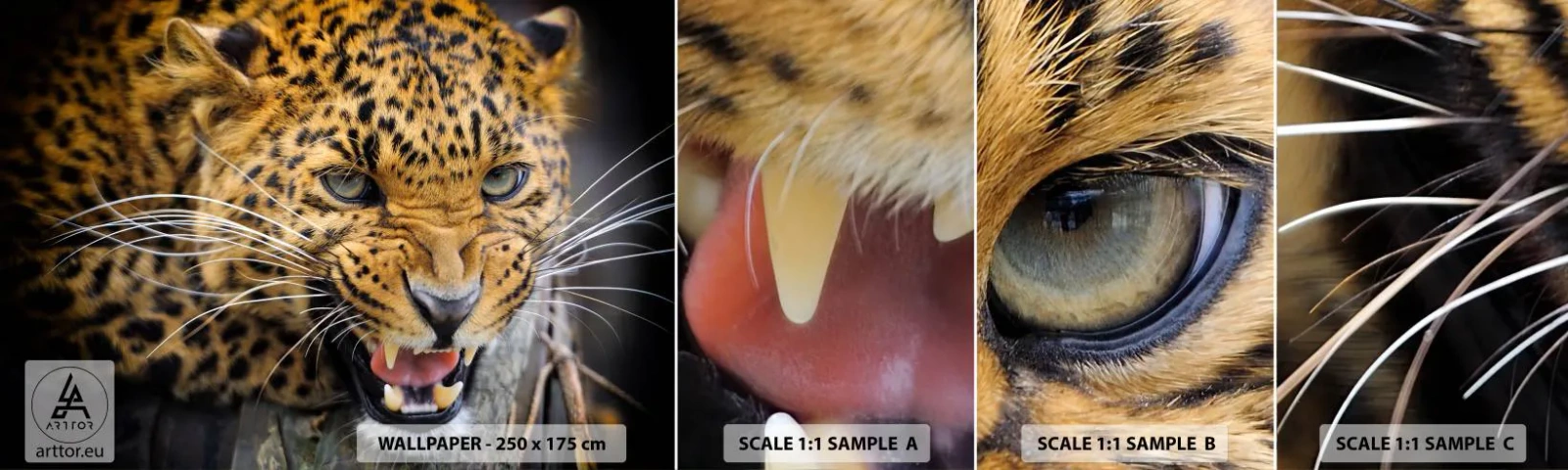 Fototapet Prøve Standard Eco - Kom ikke op, jeg advarer dig! - Dyr, leopard, Vild kat - 100x30 cm