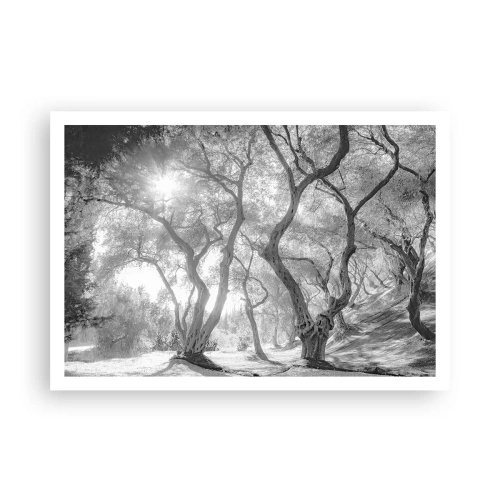 Plakat - I en olivenlund - 100x70 cm