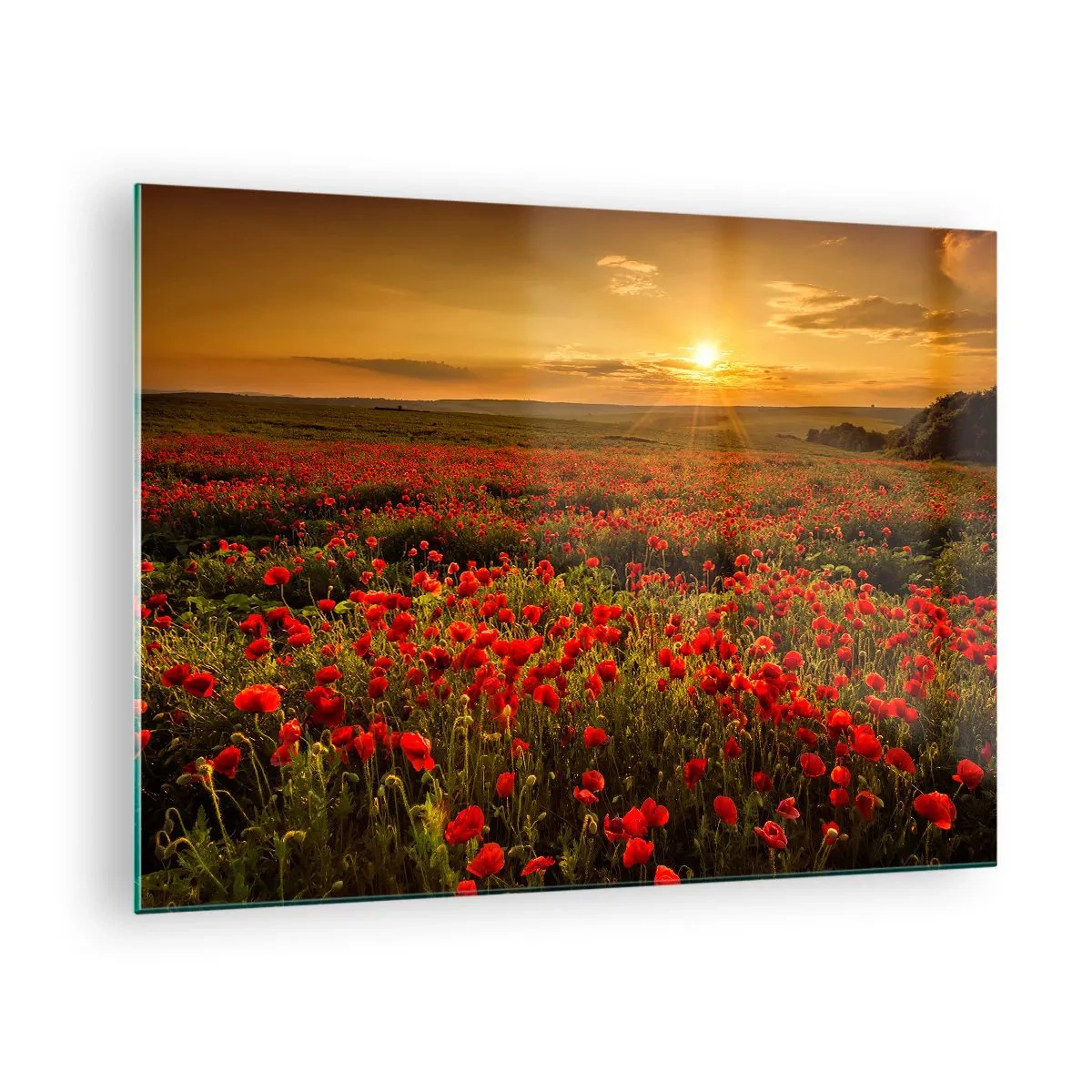 Billede på glas - En mark med valmuer oplyst af den nedgående sols stråler - 70x50cm - Blandt bølgerne af raslende enge, blandt flodblomster - Moderne vægdekoration til stue og soveværelse ARTTOR