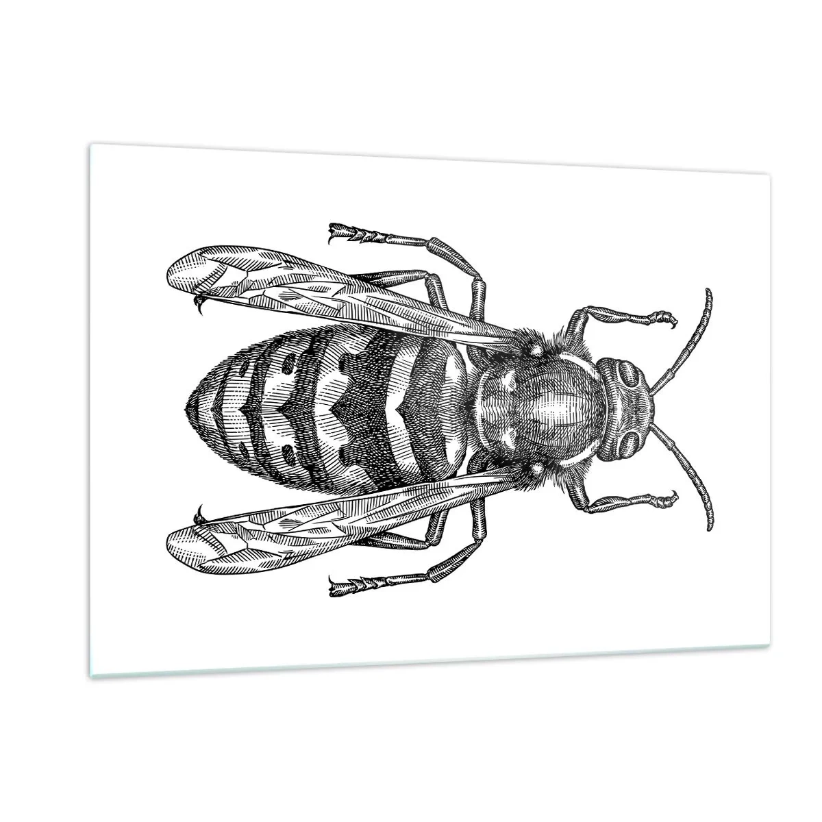 Billede på glas - Fra en insektplanet - 120x80 cm