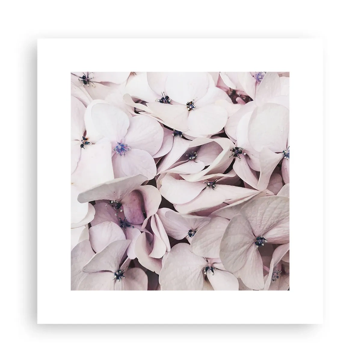 Plakat - I en flod af blomster - 30x30 cm