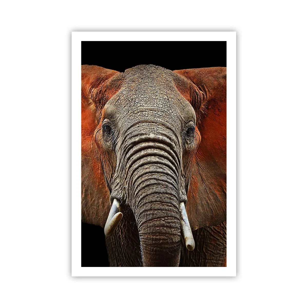 Plakat - Jeg er vild, er du? - 61x91 cm