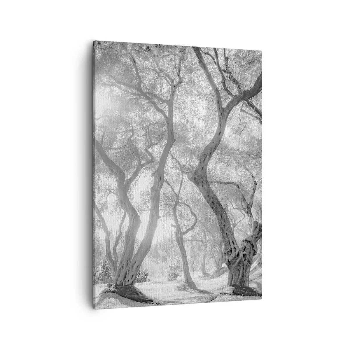 Lærredstryk - Billede på lærred - I en olivenlund - 50x70 cm