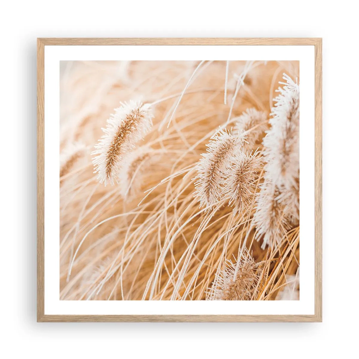 Plakat i ramme af lyst egetræ - Gyldent susen af græsser - 60x60 cm