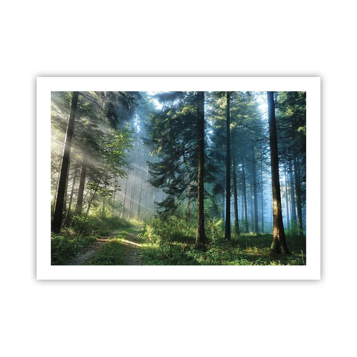 Plakat - Strålende om morgenen - 70x50 cm
