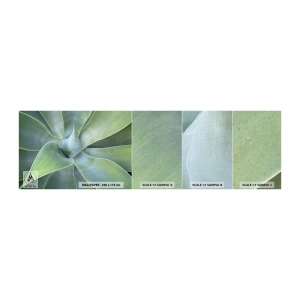 Prøve Fototapet Premium Canvas - Den grønne fødsel - Sukkulent, Agave, Botanik - 100x30 cm