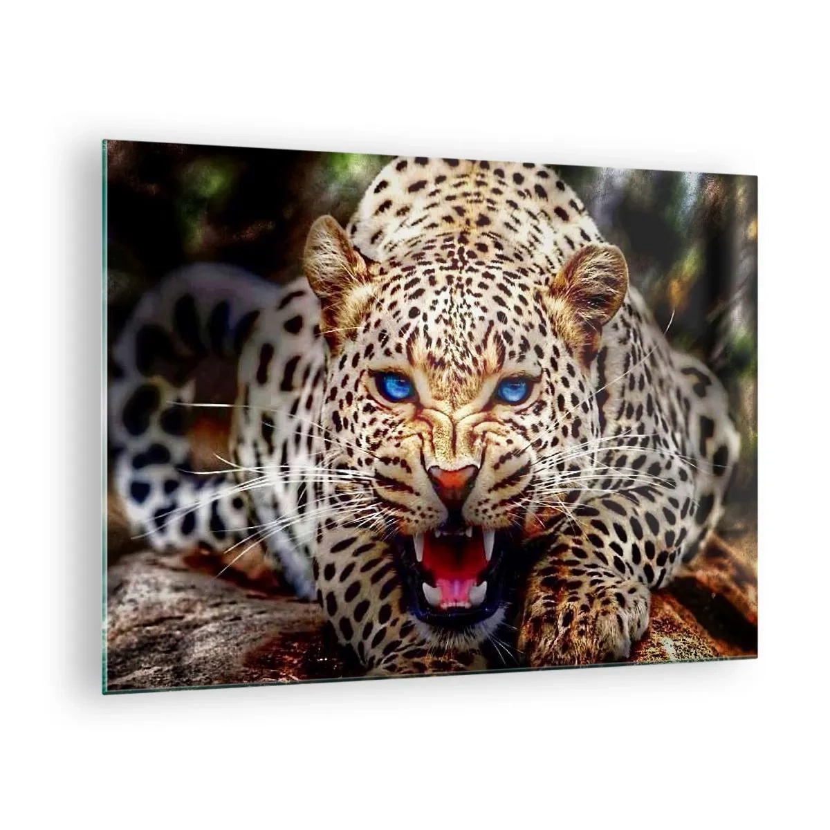 Billede på glas - En vild blåøjet leopard i naturen - 70x50cm - Vrede skader ikke skønhed - Moderne vægdekoration til stue og soveværelse ARTTOR