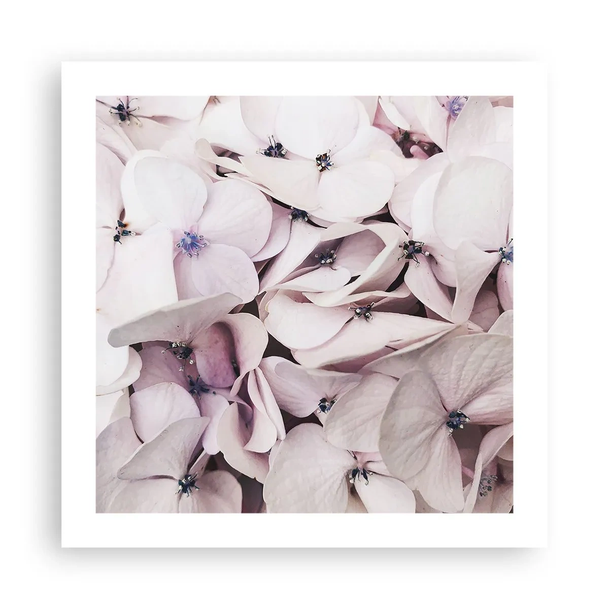 Plakat - I en flod af blomster - 50x50 cm