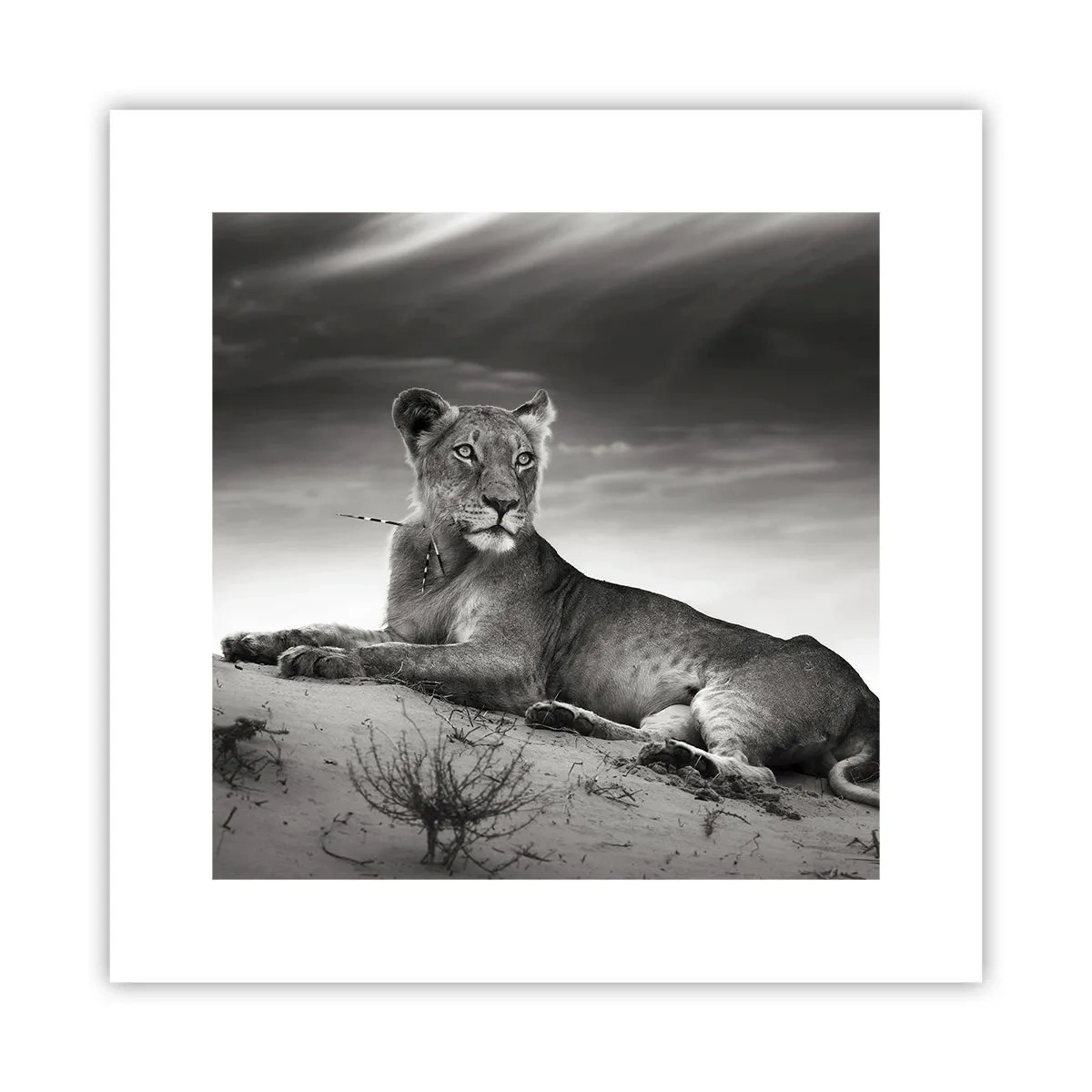Plakat - Resten af ørkendronningen - 30x30 cm