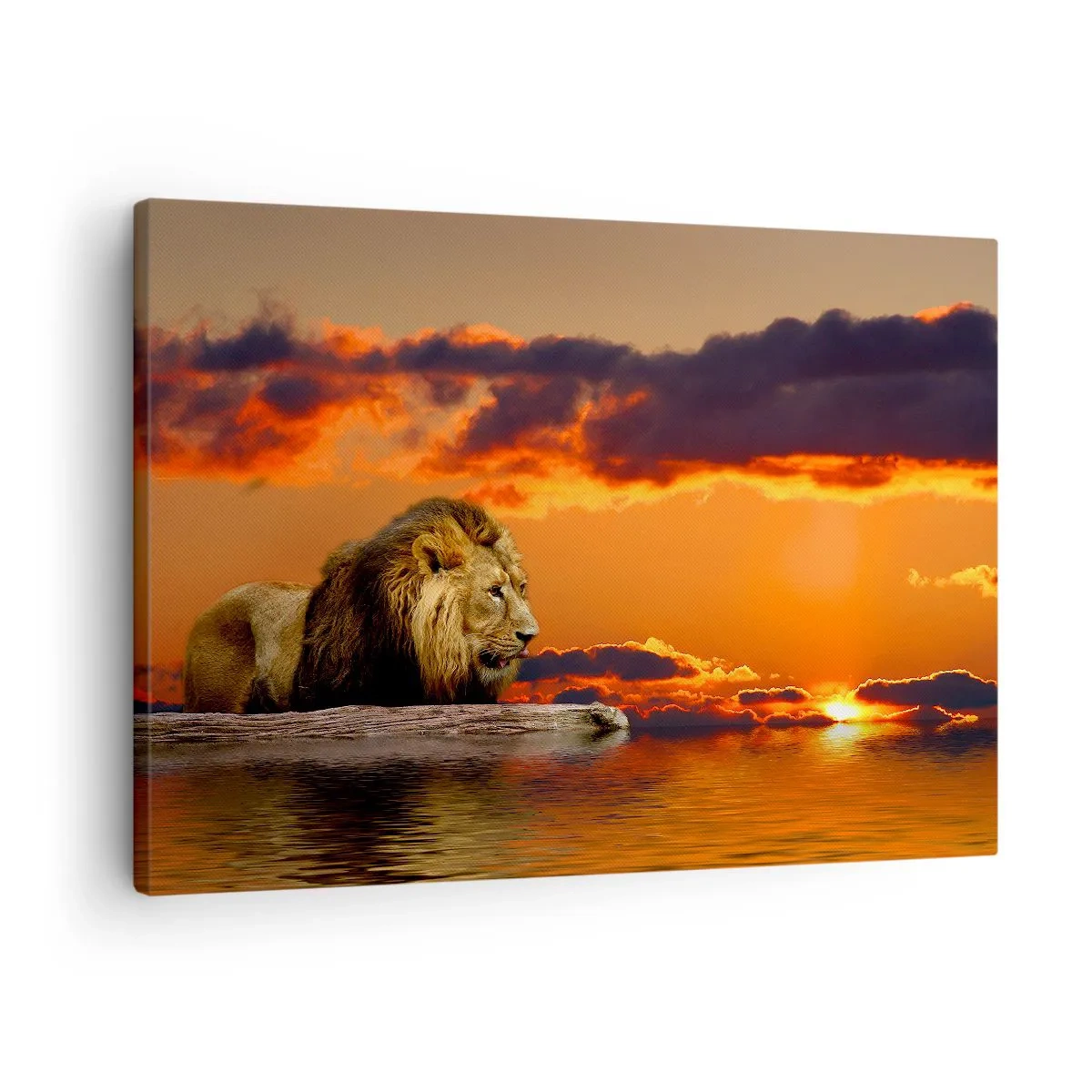 Lærredstryk - Billede på lærred - En løve hviler ved vandet ved solnedgang med en dramatisk himmel. - 70x50cm - Naturens konge - Moderne vægdekoration til stue og soveværelse ARTTOR