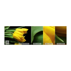 Prøve Fototapet Selvklæbende Deluxe Sticker - Opstå fra den rene sol - Blomster, Tulipaner, Buket blomster - 100x30 cm