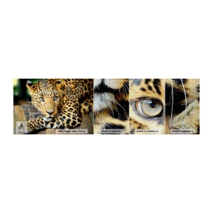 Prøve Fototapet Premium Canvas - Vær ikke bange, kom nu - Dyr, Panter, Vild kat - 100x30 cm