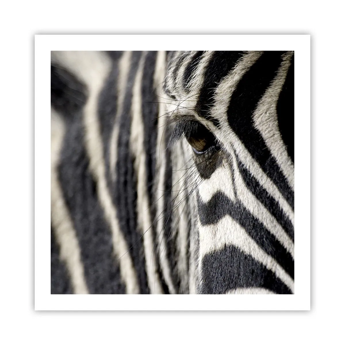 Plakat - Stribet portræt - 60x60 cm