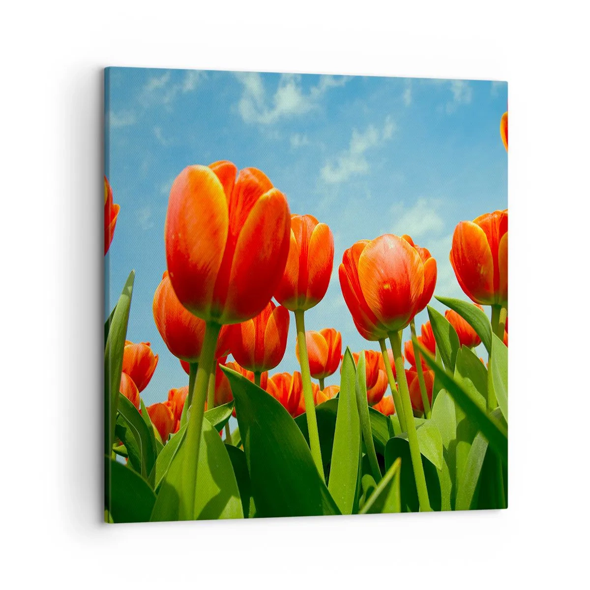 Lærredstryk - Billede på lærred - Bortset fra den blå himmel behøver de intet i livet - 50x50 cm