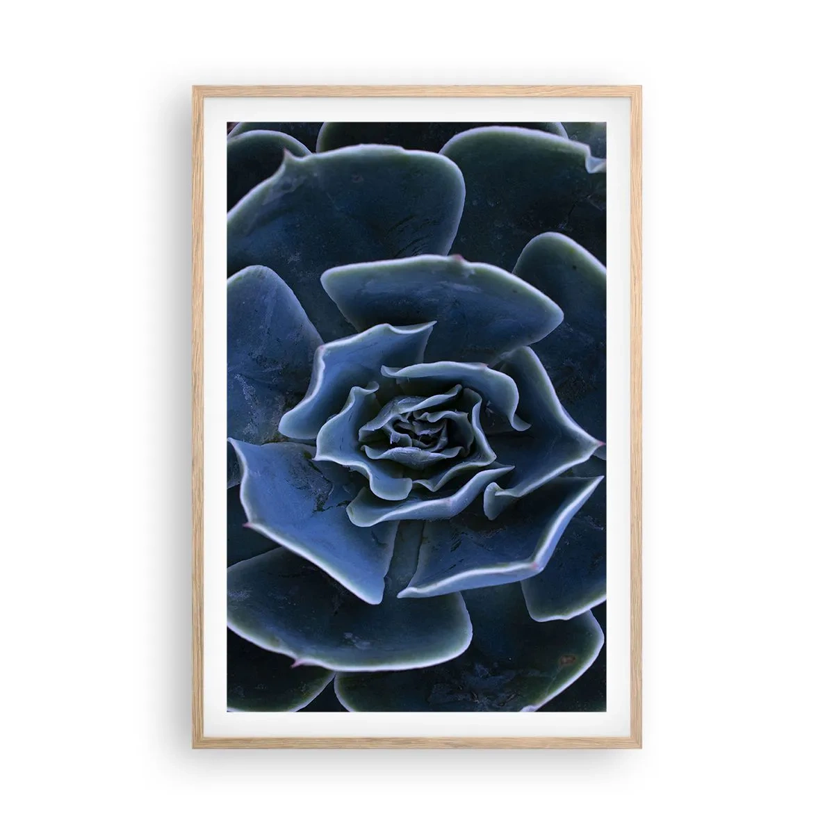 Plakat i ramme af lyst egetræ - Ørkenblomst - 61x91 cm