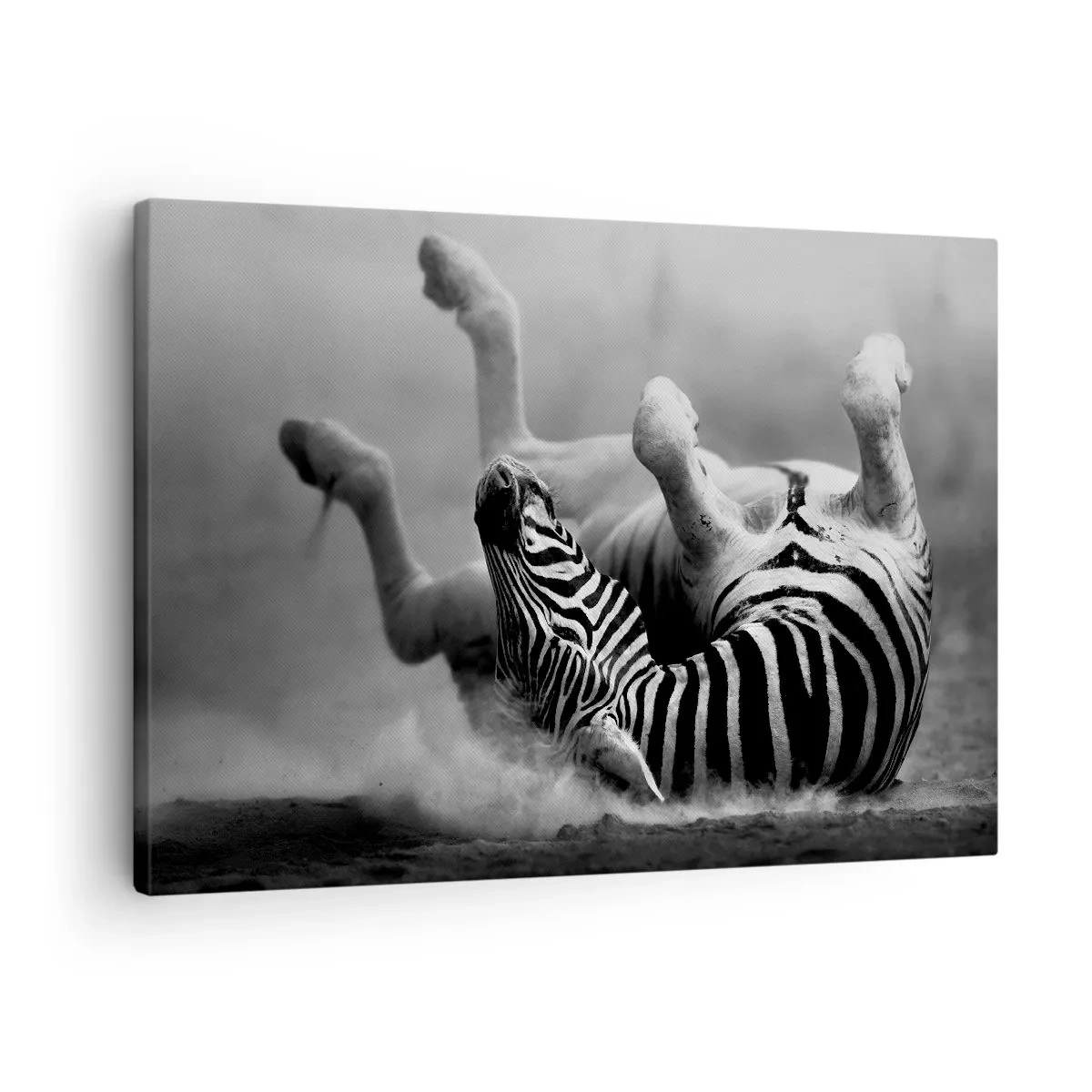 Lærredstryk - Billede på lærred - En sort og hvid zebra ruller sig i sandet - 70x50cm - Ikke kun en hest ville grine - Moderne vægdekoration til stue og soveværelse ARTTOR