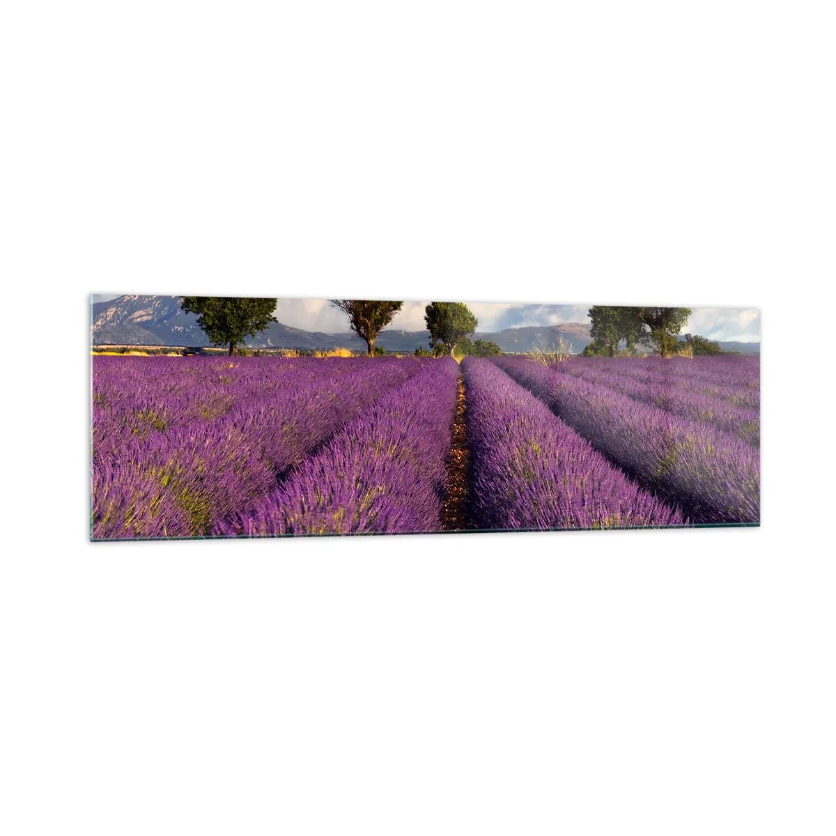 Billede på glas - Enge med lavendel - 160x50 cm
