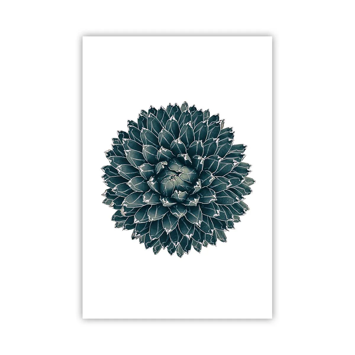 Plakat - Ørkenstjerne - 61x91 cm