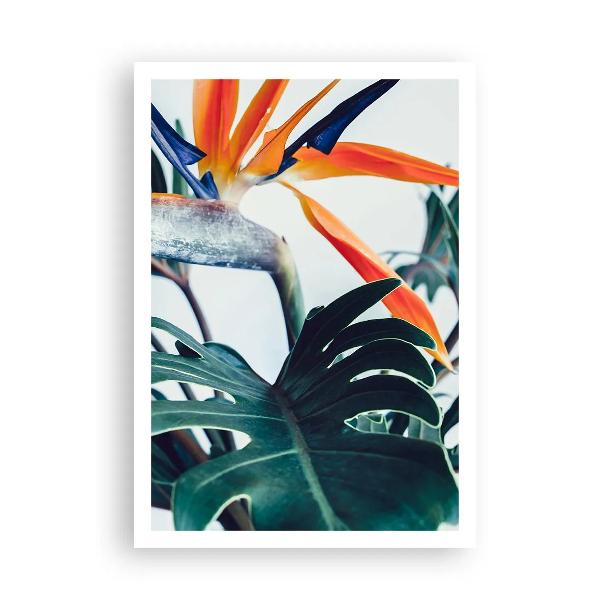 Plakat - Fuglebur - 70x100 cm